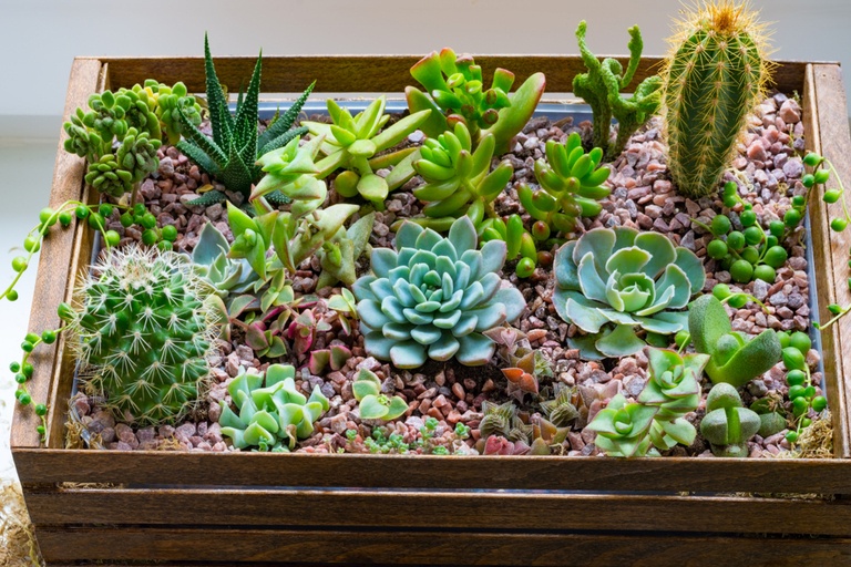 Creatively Stylish Ways to Decorate House with Succulents Creatively Stylish Ways to Decorate House with Succulents