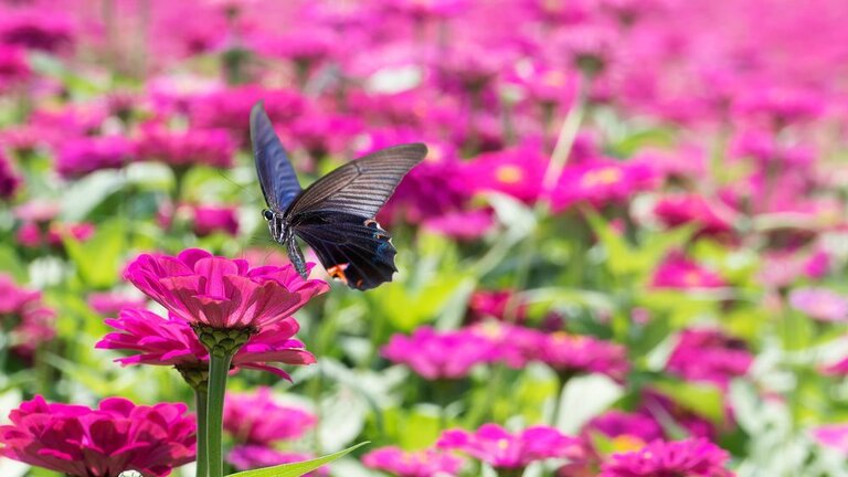 How To Make A Butterfly Garden? How To Make A Butterfly Garden?
