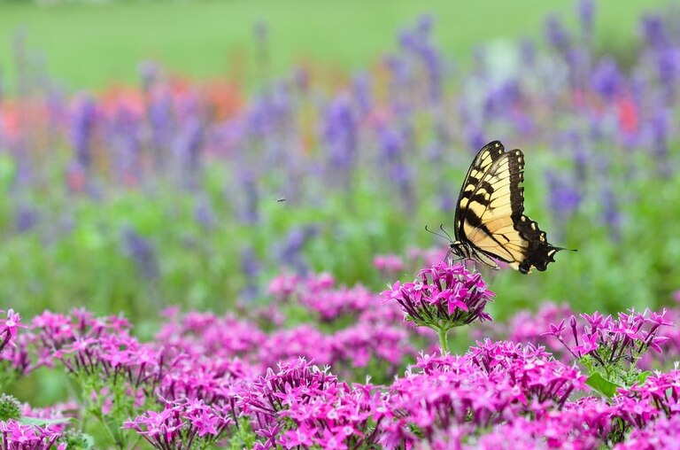 How To Make A Butterfly Garden? How To Make A Butterfly Garden?