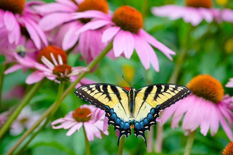 How To Make A Butterfly Garden? How To Make A Butterfly Garden?