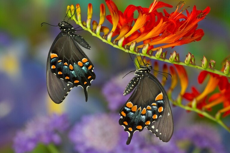 How To Make A Butterfly Garden? How To Make A Butterfly Garden?