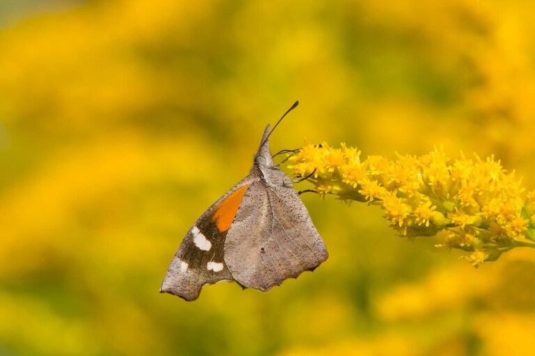 How To Make A Butterfly Garden? How To Make A Butterfly Garden?