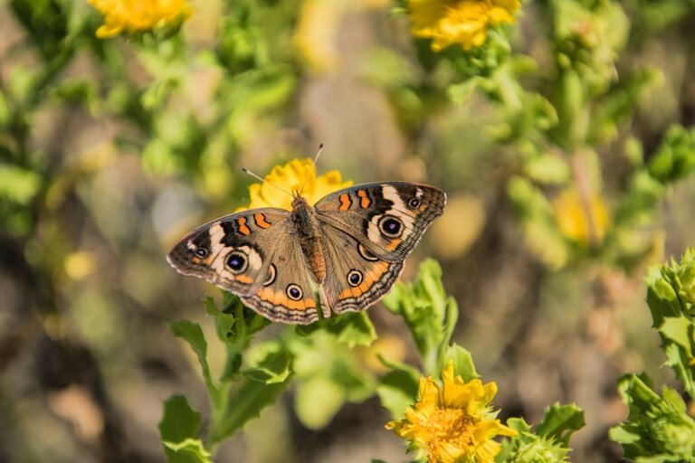 How To Make A Butterfly Garden? How To Make A Butterfly Garden?