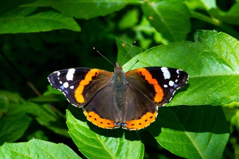 How To Make A Butterfly Garden? How To Make A Butterfly Garden?