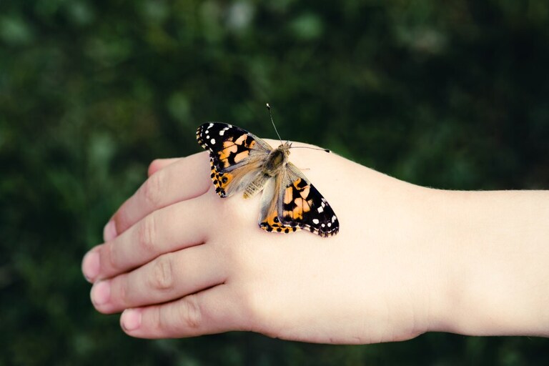 How To Make A Butterfly Garden? How To Make A Butterfly Garden?