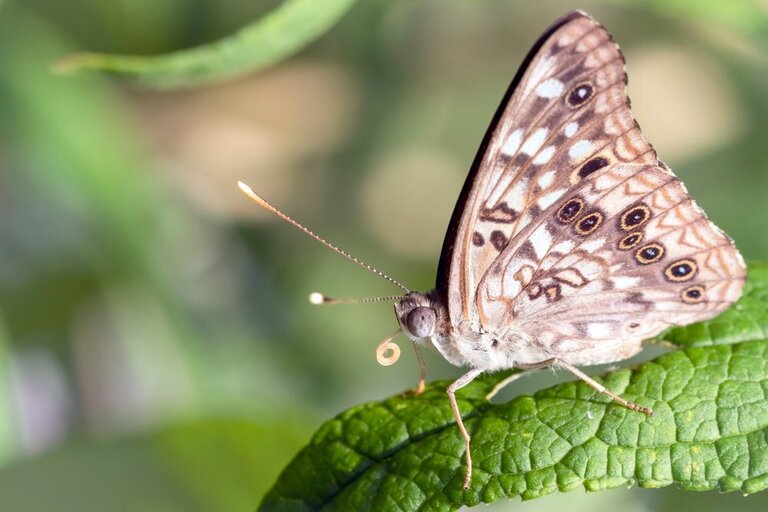 How To Make A Butterfly Garden? How To Make A Butterfly Garden?