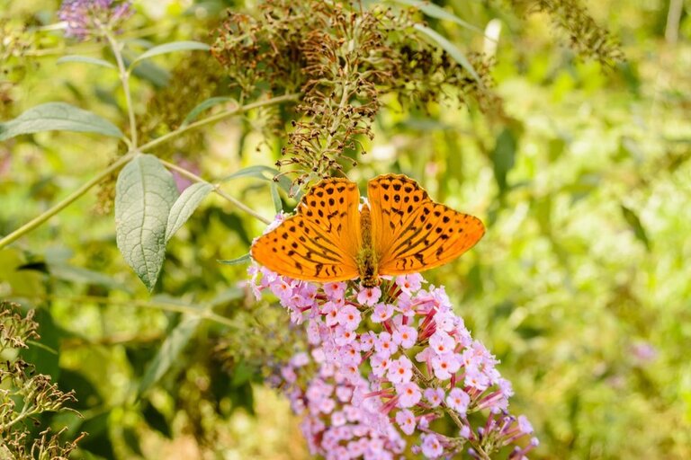 How To Make A Butterfly Garden? How To Make A Butterfly Garden?