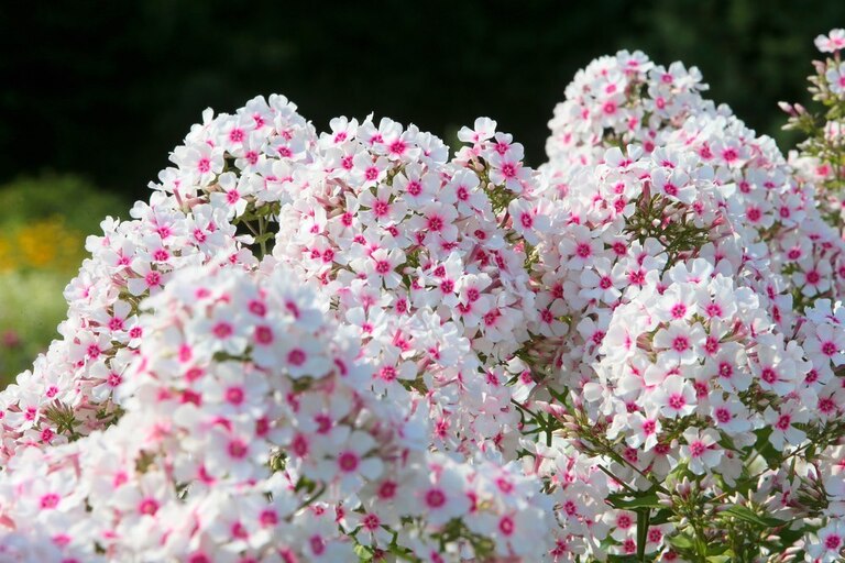 How To Make A Butterfly Garden? How To Make A Butterfly Garden?