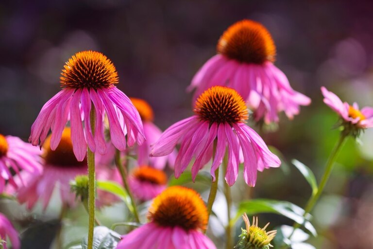 How To Make A Butterfly Garden? How To Make A Butterfly Garden?