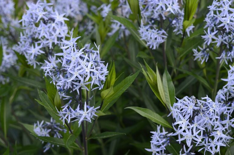 How To Make A Butterfly Garden? How To Make A Butterfly Garden?