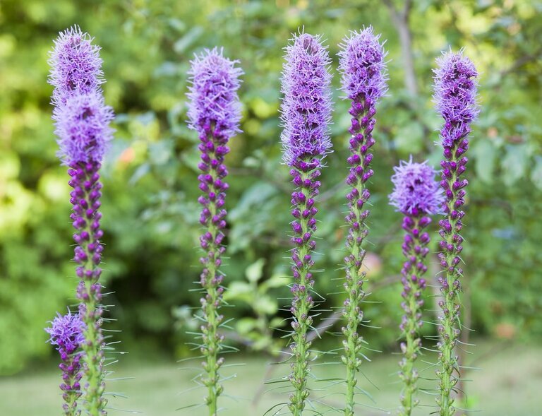 How To Make A Butterfly Garden? How To Make A Butterfly Garden?