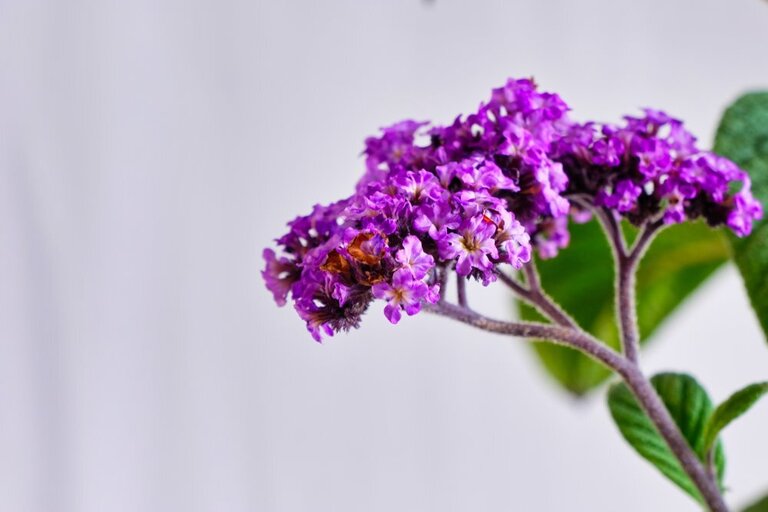How To Make A Butterfly Garden? How To Make A Butterfly Garden?