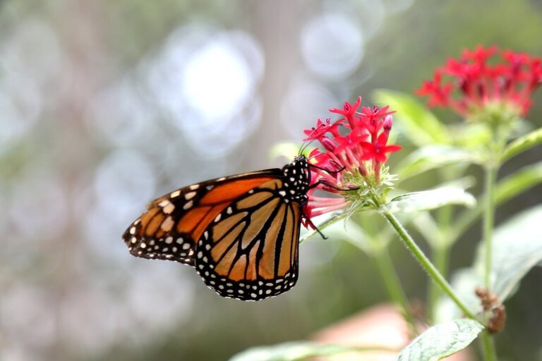 How To Make A Butterfly Garden? How To Make A Butterfly Garden?